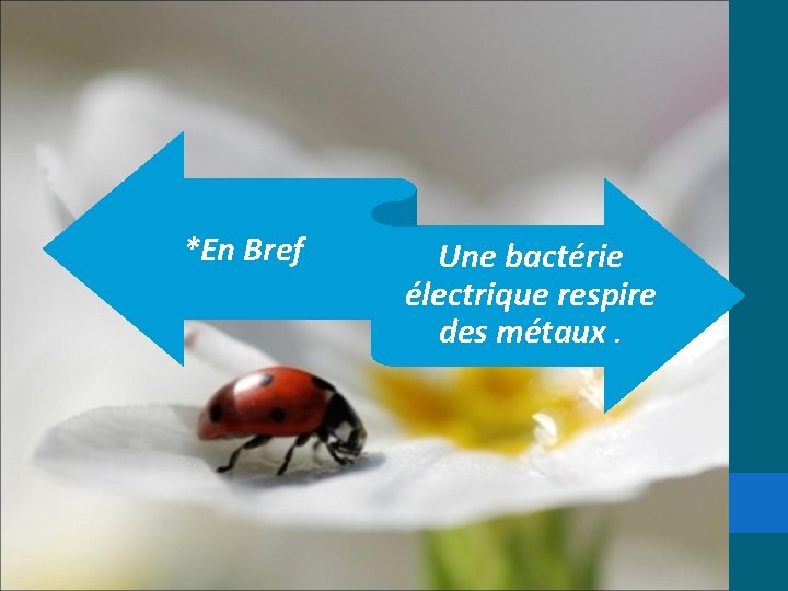 *En Bref Une bactérie électrique respire des métaux. 