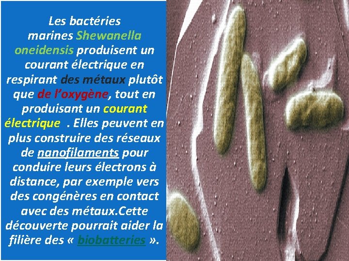 Les bactéries marines Shewanella oneidensis produisent un courant électrique en respirant des métaux plutôt