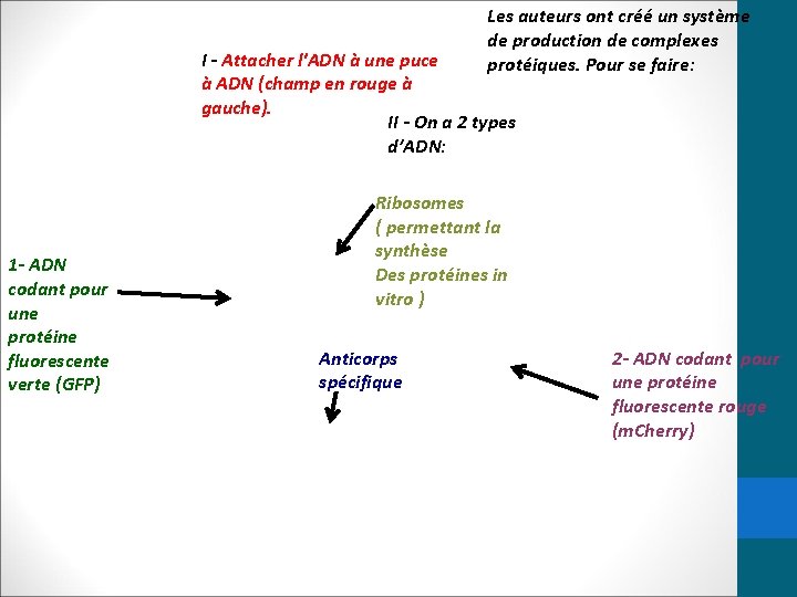 Les auteurs ont créé un système de production de complexes protéiques. Pour se faire: