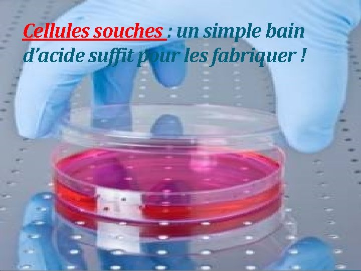 Cellules souches : un simple bain d’acide suffit pour les fabriquer ! 