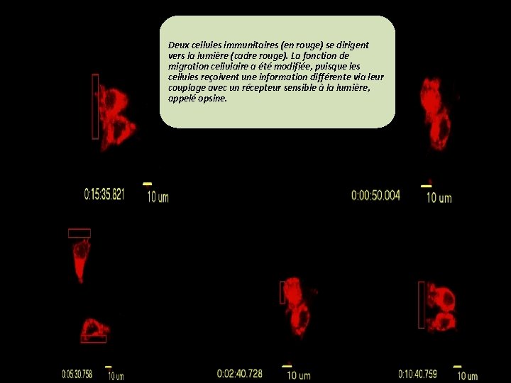 Deux cellules immunitaires (en rouge) se dirigent vers la lumière (cadre rouge). La fonction