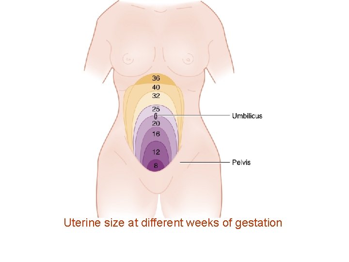 Uterine size at different weeks of gestation 