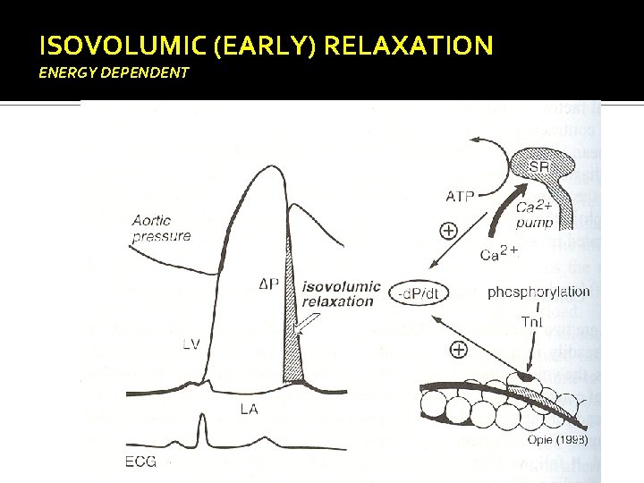 ISOVOLUMIC (EARLY) RELAXATION ENERGY DEPENDENT 