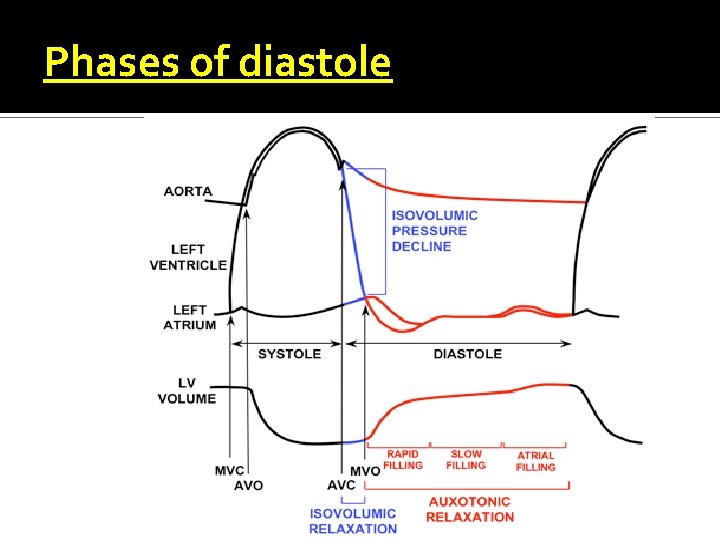 Phases of diastole 