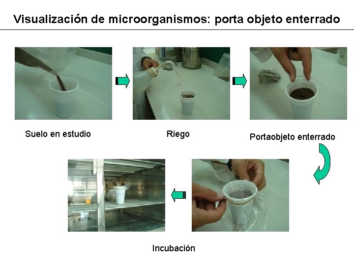 Visualización de microorganismos: porta objeto enterrado Suelo en estudio Riego Incubación Portaobjeto enterrado 