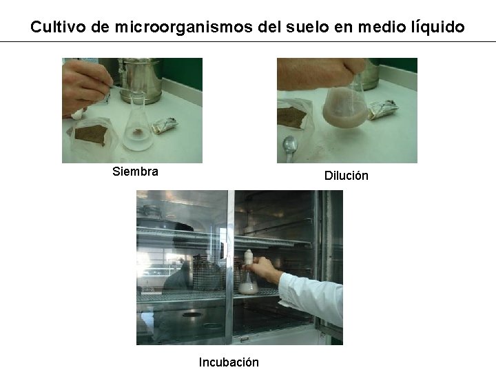 Cultivo de microorganismos del suelo en medio líquido Siembra Dilución Incubación 