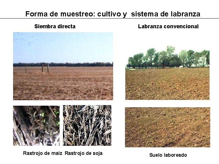 Forma de muestreo: cultivo y sistema de labranza Siembra directa Rastrojo de maíz Rastrojo