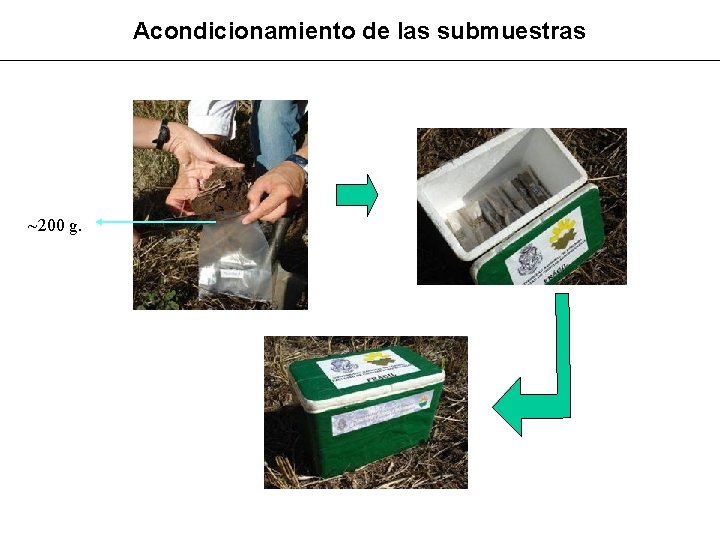 Acondicionamiento de las submuestras ~200 g. 