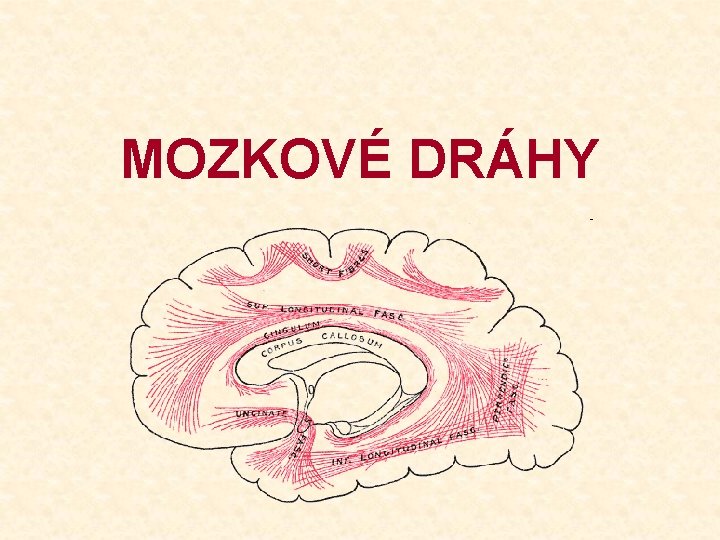 MOZKOVÉ DRÁHY 