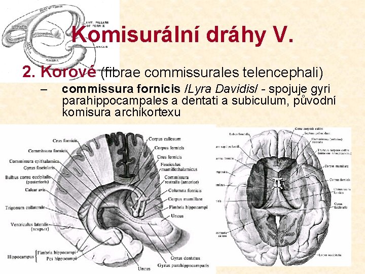 Komisurální dráhy V. 2. Korové (fibrae commissurales telencephali) – commissura fornicis /Lyra Davidis/ -