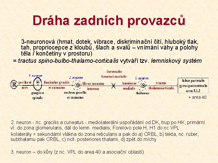 Dráha zadních provazců 3 -neuronová (hmat, dotek, vibrace, diskriminační čití, hluboký tlak, tah, propriocepce