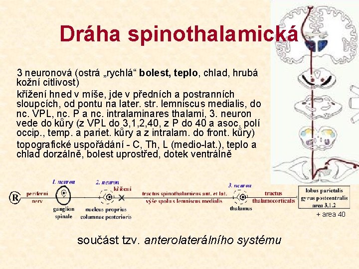 Dráha spinothalamická 3 neuronová (ostrá „rychlá“ bolest, teplo, chlad, hrubá kožní citlivost) křížení hned