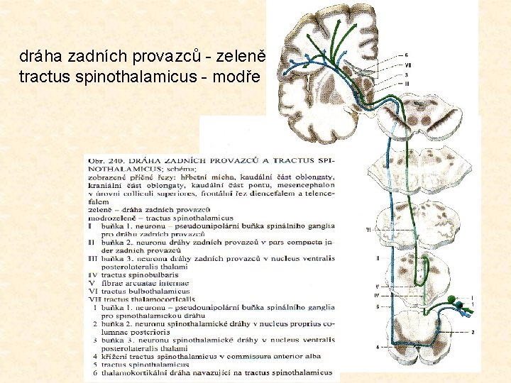 dráha zadních provazců - zeleně tractus spinothalamicus - modře 