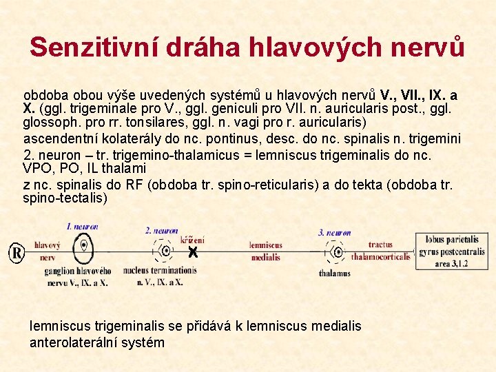 Senzitivní dráha hlavových nervů obdoba obou výše uvedených systémů u hlavových nervů V. ,