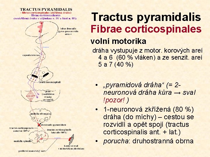 Tractus pyramidalis Fibrae corticospinales volní motorika dráha vystupuje z motor. korových areí 4 a