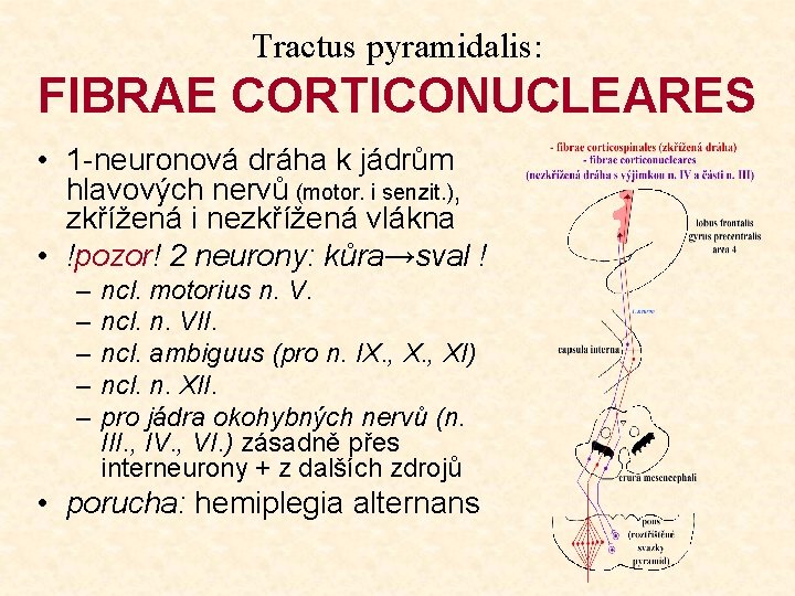 Tractus pyramidalis: FIBRAE CORTICONUCLEARES • 1 -neuronová dráha k jádrům hlavových nervů (motor. i