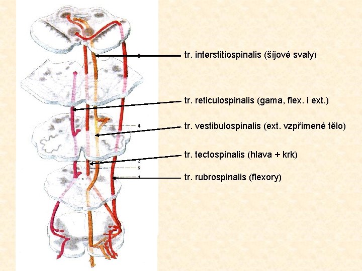 tr. interstitiospinalis (šíjové svaly) tr. reticulospinalis (gama, flex. i ext. ) tr. vestibulospinalis (ext.