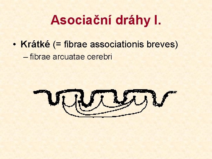 Asociační dráhy I. • Krátké (= fibrae associationis breves) – fibrae arcuatae cerebri 