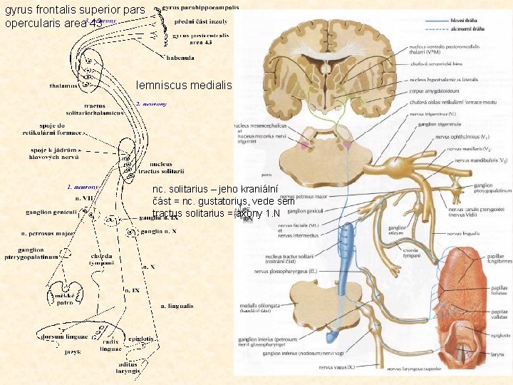 gyrus frontalis superior pars opercularis area 43 lemniscus medialis nc. solitarius – jeho kraniální