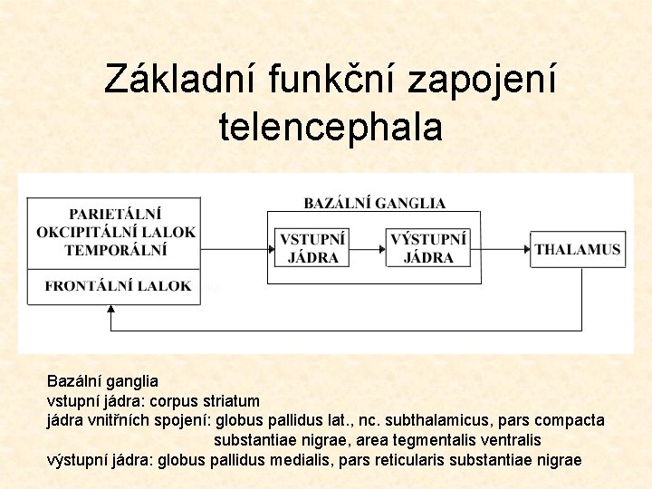 Základní funkční zapojení telencephala Bazální ganglia vstupní jádra: corpus striatum jádra vnitřních spojení: globus
