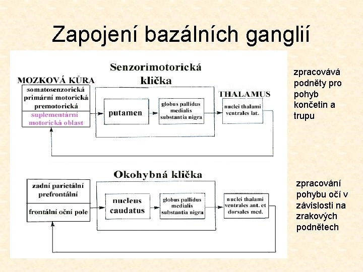 Zapojení bazálních ganglií zpracovává podněty pro pohyb končetin a trupu zpracování pohybu očí v