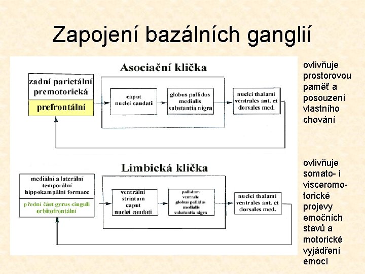Zapojení bazálních ganglií ovlivňuje prostorovou paměť a posouzení vlastního chování ovlivňuje somato- i visceromotorické