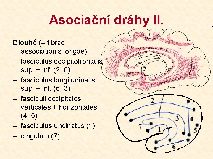 Asociační dráhy II. Dlouhé (= fibrae associationis longae) – fasciculus occipitofrontalis sup. + inf.