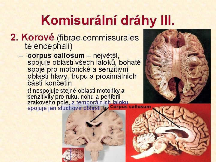Komisurální dráhy III. 2. Korové (fibrae commissurales telencephali) – corpus callosum – největší, spojuje
