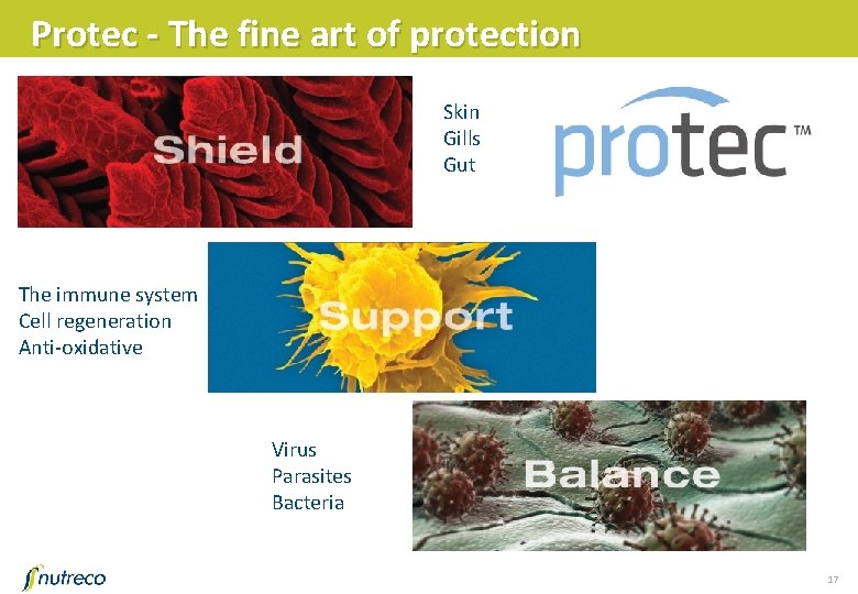 Protec - The fine art of protection Skin Gills Gut The immune system Cell