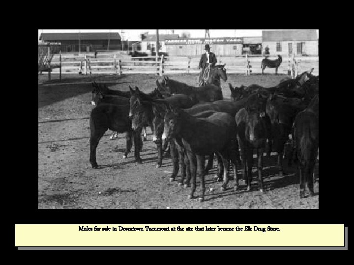 Mules for sale in Downtown Tucumcari at the site that later became the Elk