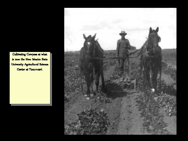 Cultivating Cowpeas at what is now the New Mexico State University Agricultural Science Center