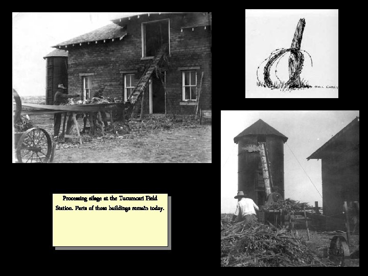 Processing silage at the Tucumcari Field Station. Parts of these buildings remain today. 