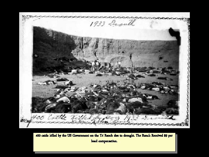400 cattle killed by the US Government on the T 4 Ranch due to