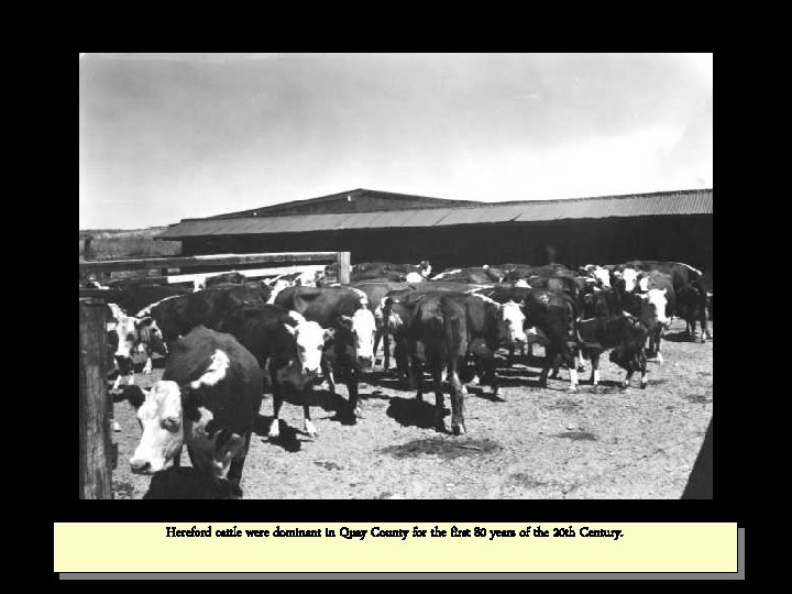 Hereford cattle were dominant in Quay County for the first 80 years of the