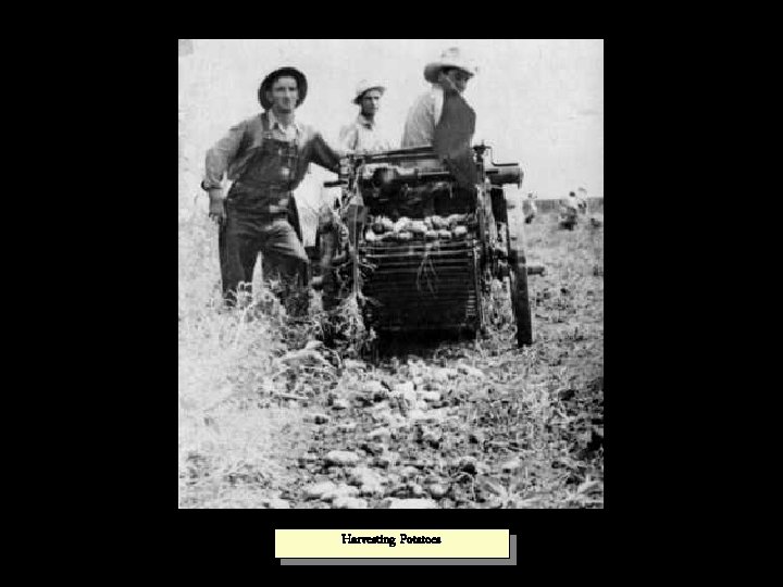 Harvesting Potatoes 