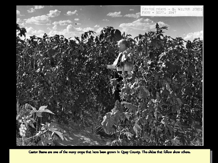 Castor Beans are one of the many crops that have been grown in Quay