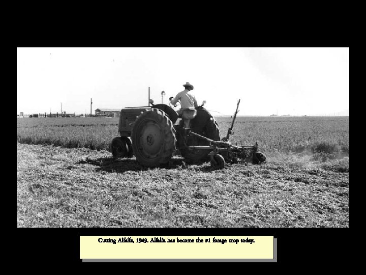 Cutting Alfalfa, 1949. Alfalfa has become the #1 forage crop today. 