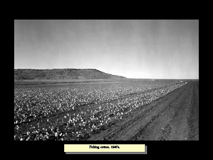 Picking cotton, 1940’s. 