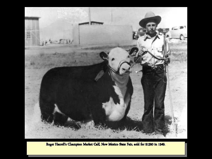 Roger Harrell’s Champion Market Calf, New Mexico State Fair, sold for $1500 in 1949.