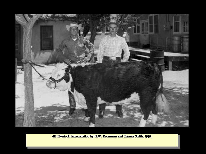 4 H Livestock demonstration by H. W. Koonsman and Tommy Smith, 1950. 