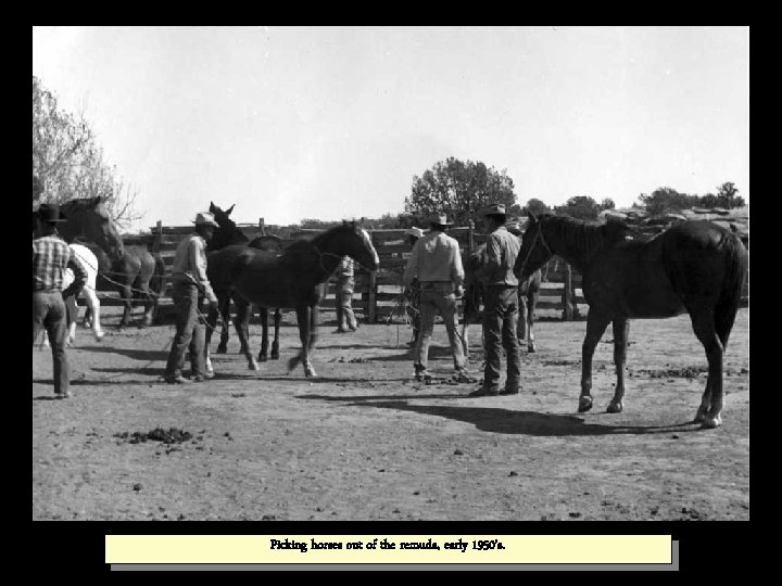 Picking horses out of the remuda, early 1950’s. 