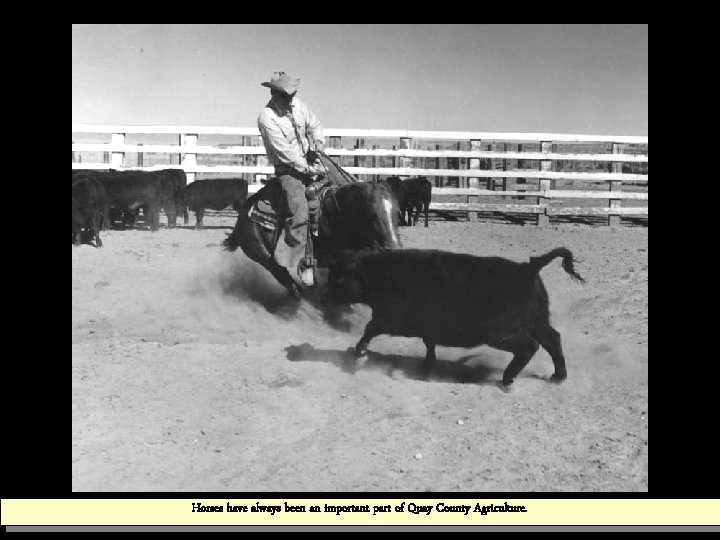 Horses have always been an important part of Quay County Agriculture. 