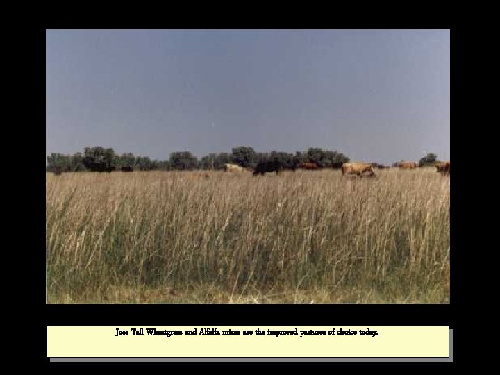 Jose Tall Wheatgrass and Alfalfa mixes are the improved pastures of choice today. 