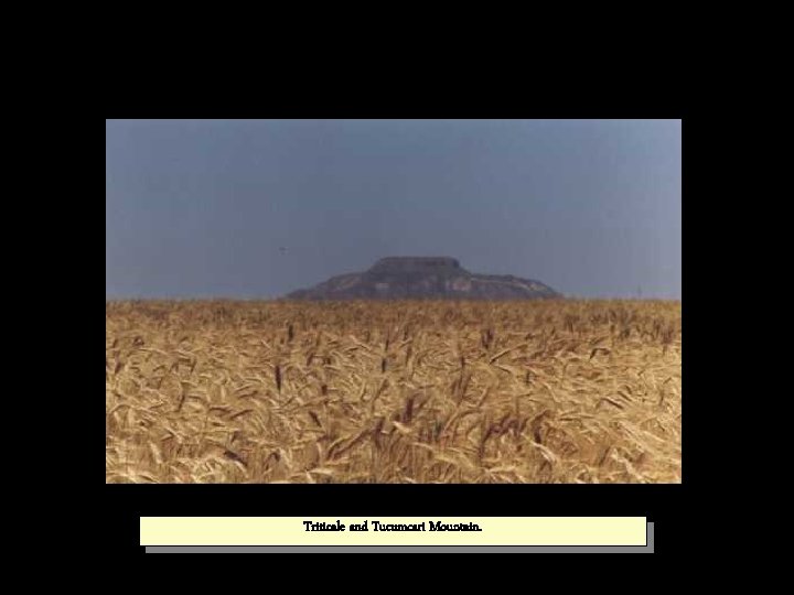 Triticale and Tucumcari Mountain. 