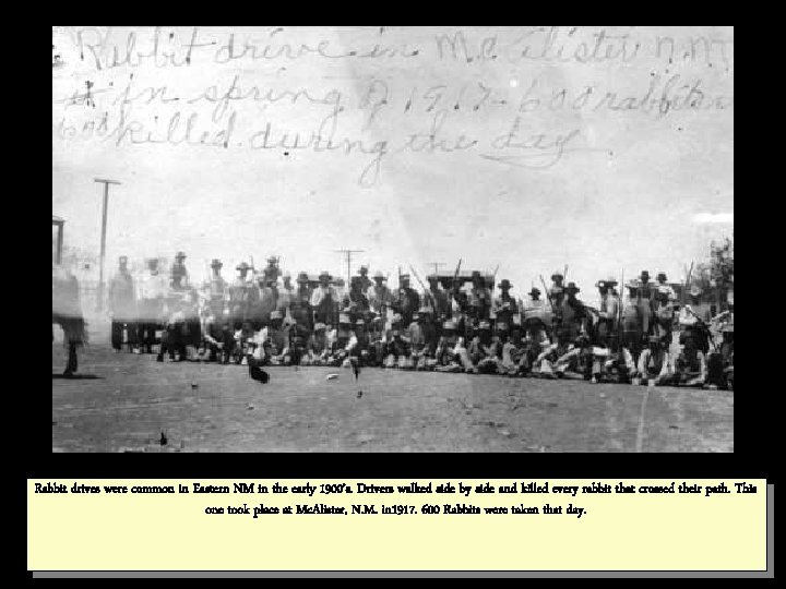 Rabbit drives were common in Eastern NM in the early 1900’s. Drivers walked side