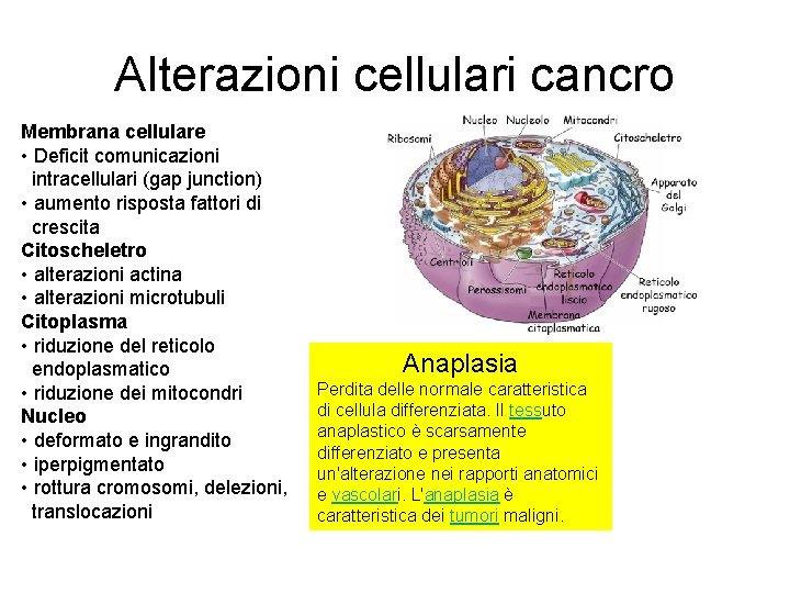 Alterazioni cellulari cancro Membrana cellulare • Deficit comunicazioni intracellulari (gap junction) • aumento risposta