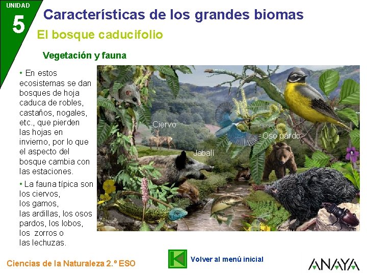 UNIDAD 5 Características de los grandes biomas El bosque caducifolio Vegetación y fauna •