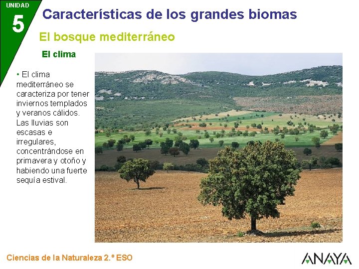 UNIDAD 5 Características de los grandes biomas El bosque mediterráneo El clima • El