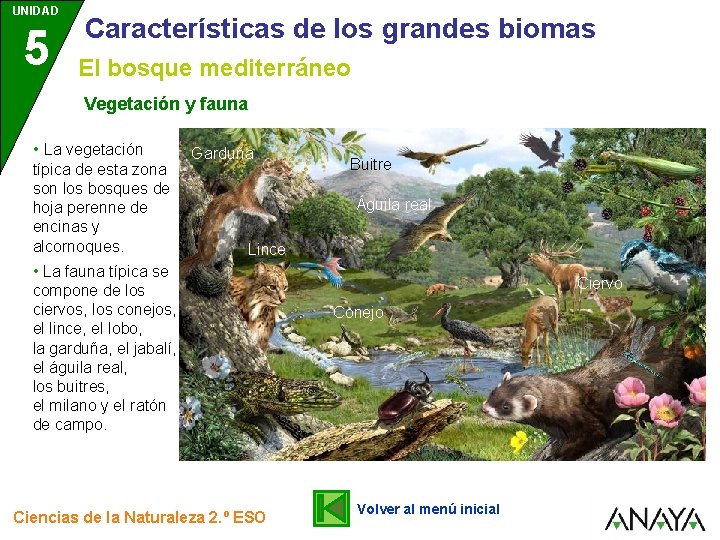 UNIDAD 5 Características de los grandes biomas El bosque mediterráneo Vegetación y fauna •