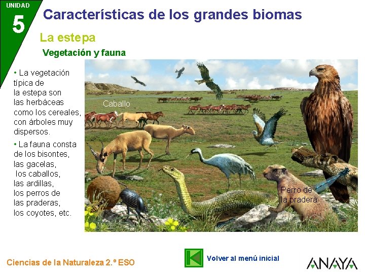 UNIDAD 5 Características de los grandes biomas La estepa Vegetación y fauna • La